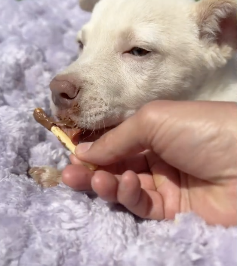 This Husky Puppy Got Her First Taste of Love… Just Before We Had to Say Goodbye